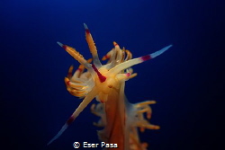 nudibranches by Eser Paşa 